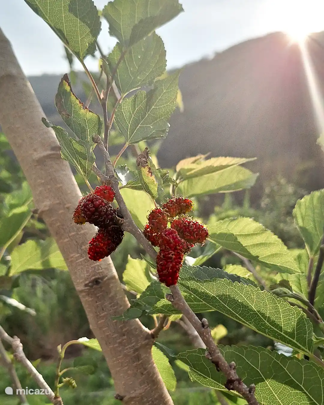 Ein Blick auf den Obstgarten der Obstbäume