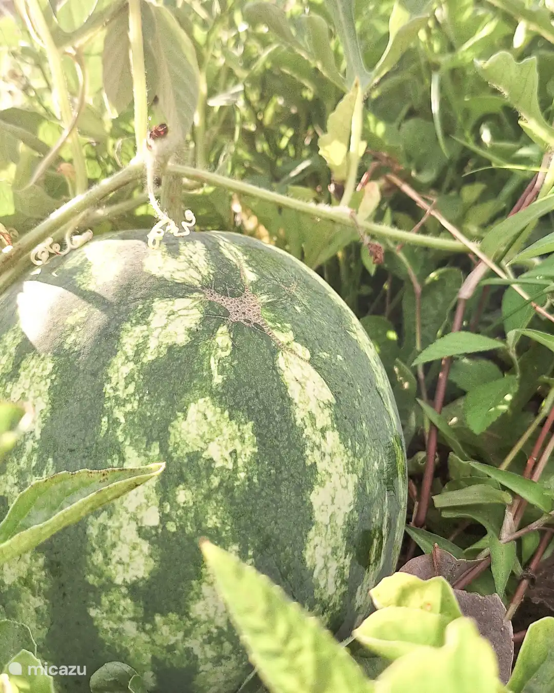 Wir bauen so viel wie möglich selbst an und essen vom Land