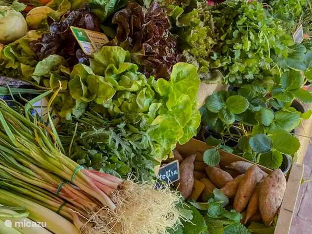 Casa Shanti | Espagne, Costa Blanca, Jávea - villa Le dimanche, au marché de Jesus Pobre