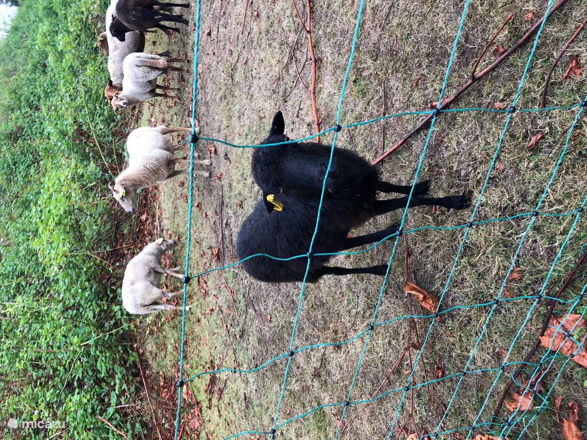De geiten wonen in de woning. Zij zijn verantwoordelijk voor het onderhoud van de groene ruimten