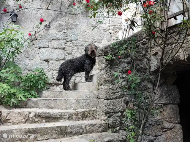LE1739 en Francia, Gard, Saint-André-de-Majencoules - casa vacacional Le1739 Escalera exterior