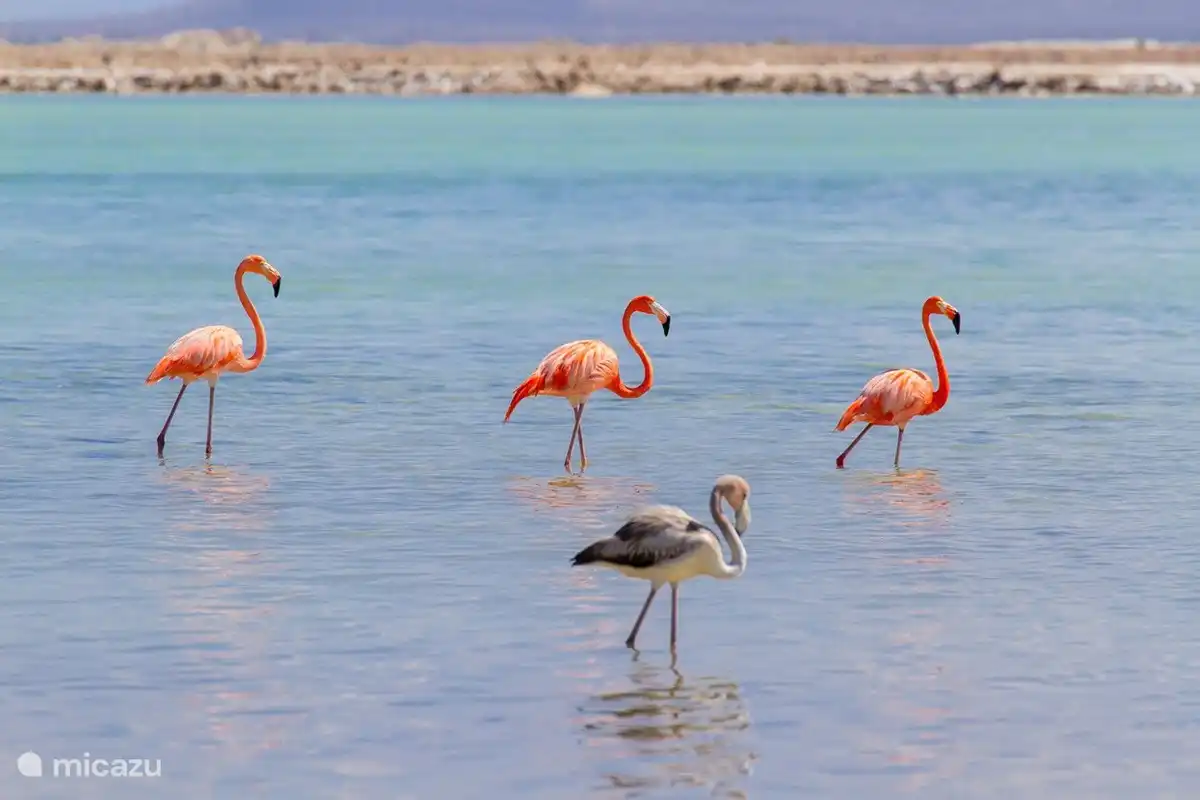 Flamingo(s) in freier Wildbahn