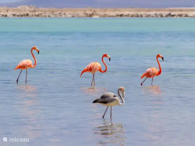 Location de Vacances Espagne, Costa Cálida, Lo Pagán, penthouse - Casa Luna Dorada - luxe Flamant(s) rose(s) à l’état sauvage