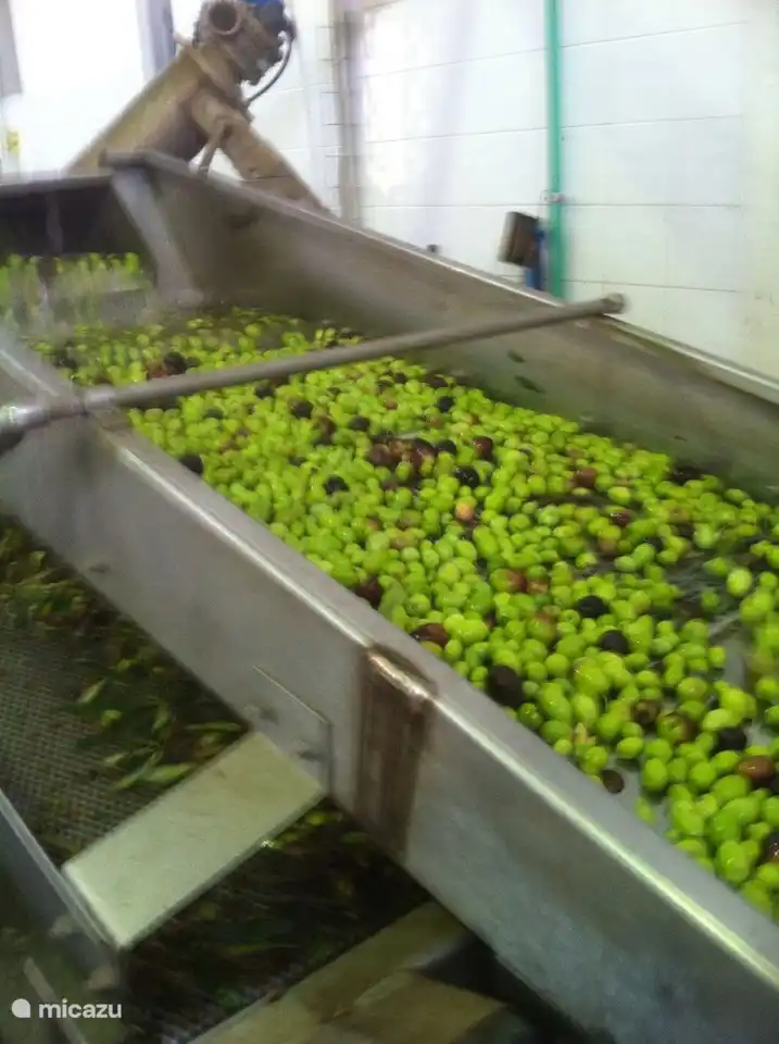 cosecha de tu propio jardín