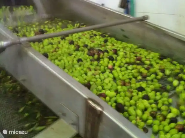 Villa Bonforte huren in Italië, Sicilië, Francofonte - villa oogst uit eigen tuin