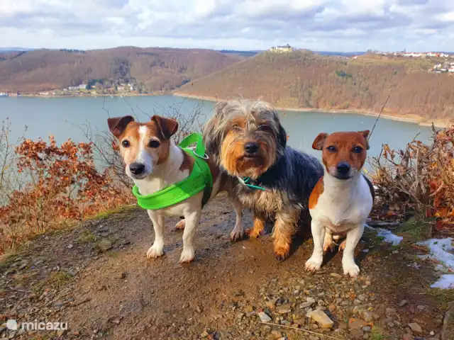 Location de Vacances Allemagne, Hesse, Bad Wildungen, appartement - Appartement zum Märchenwald ****  Edersse accepte les chiens
