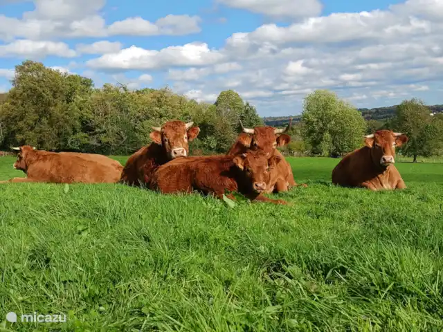 Uni-Vert avec piscine privée | France, Haute-Vienne, Coussac-Bonneval - gîte / cottage Vaches limousines