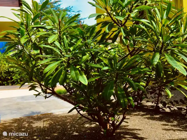 Villa Sanara piscina privada Ecoresort en Curazao, Curazao Centro, Boca St. Michiel - villa