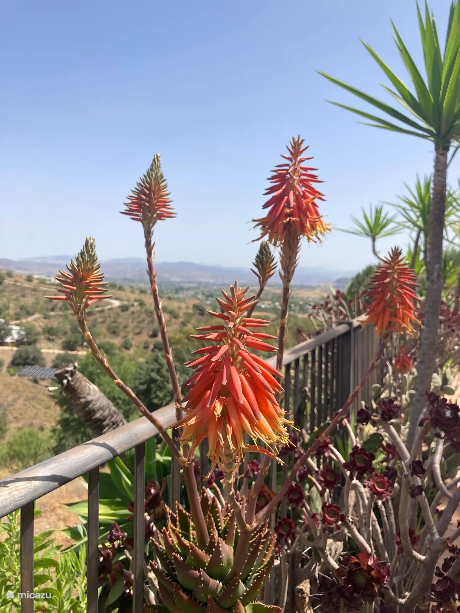 Vista al jardín delantero