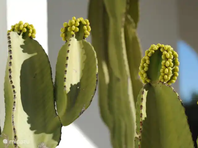 Finca la Fuente | Espagne, Costa Blanca, Moraira - finca