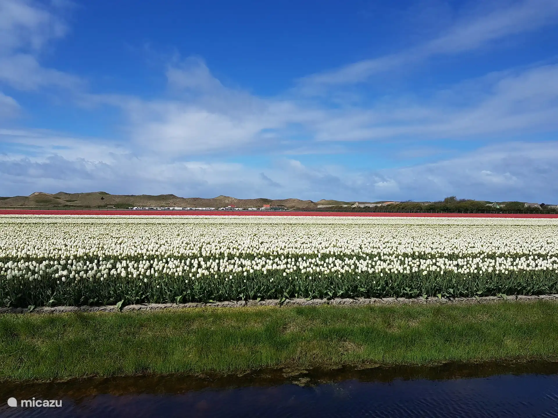 Julianadorp is surrounded by tulip fields