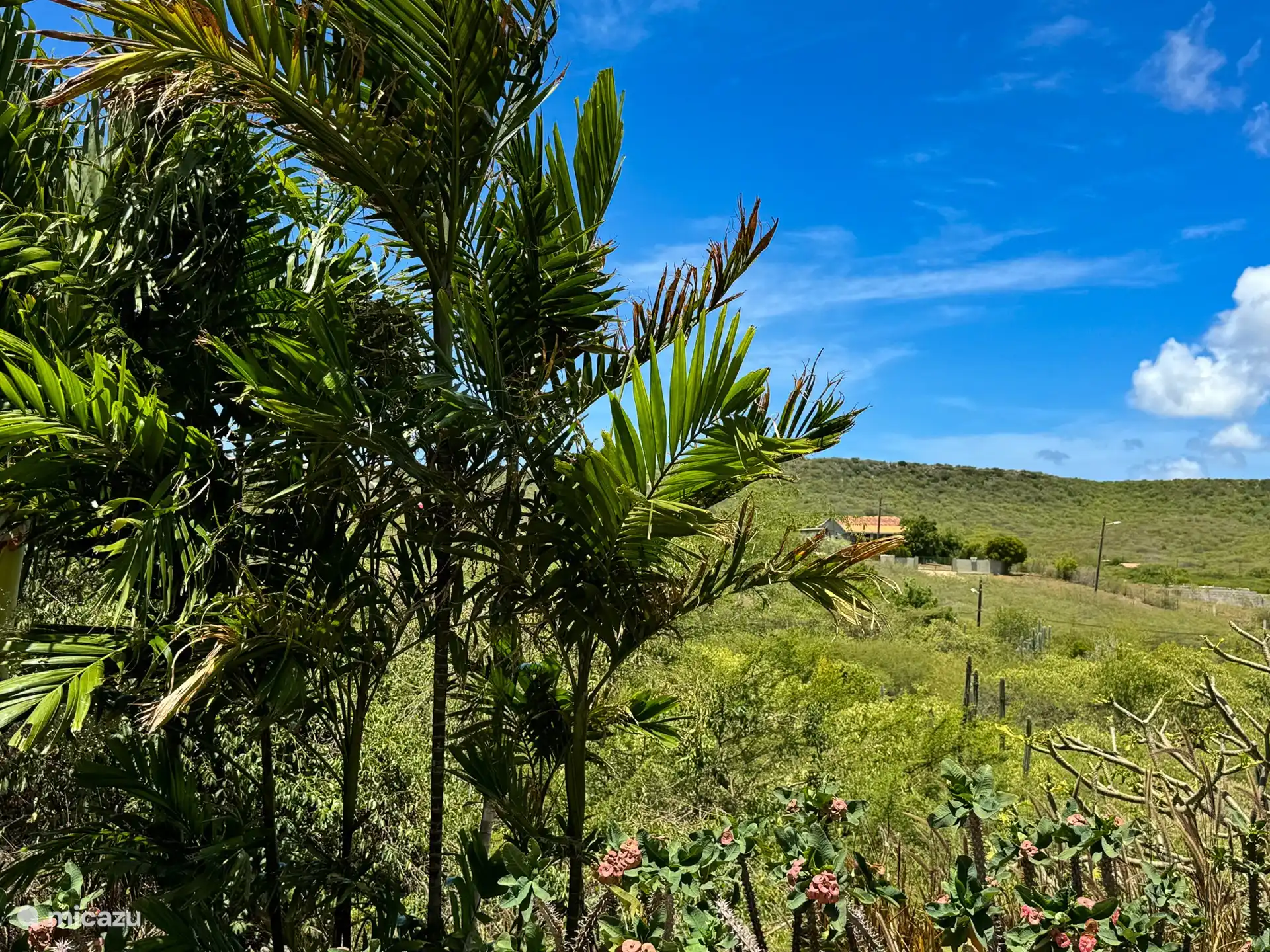 Desde el estudio una hermosa vista sobre las verdes colinas de Curazao.