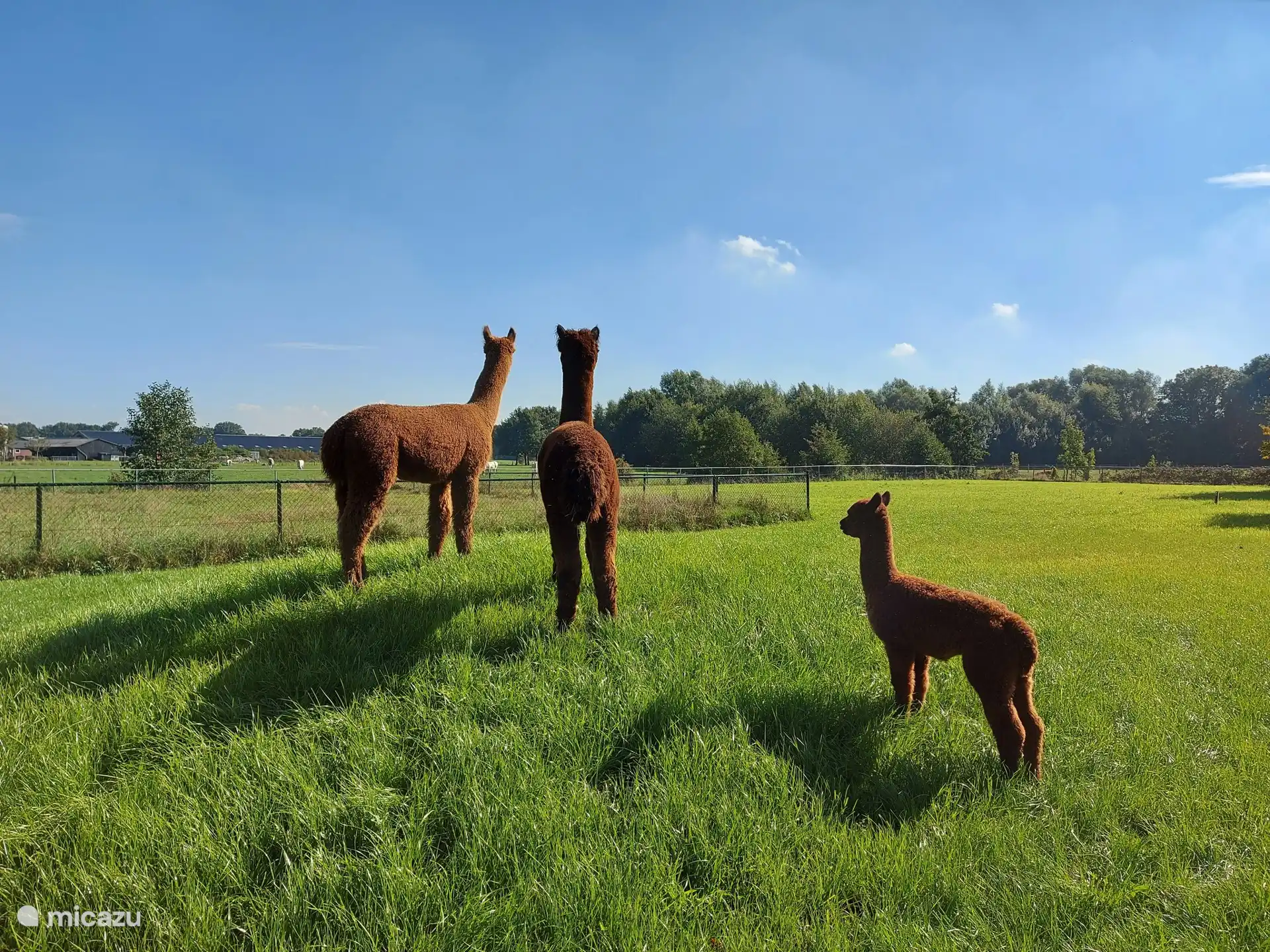 Entdecken Sie die einzigartige Veluwe und machen Sie einen Spaziergang mit den Alpakas von Alpaca Zeumeren