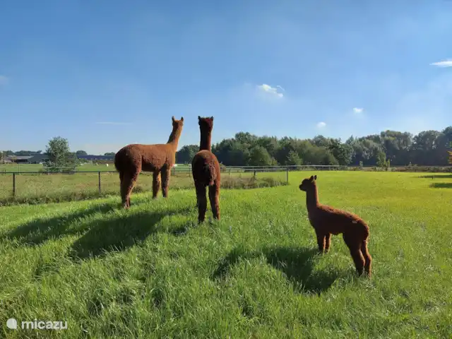 Oudveluwe - cabaña - bosque en Países Bajos, Güeldres, Voorthuizen - casa vacacional Descubre Unique The Veluwe y sal a dar un paseo con las alpacas de Alpaca Zeumeren