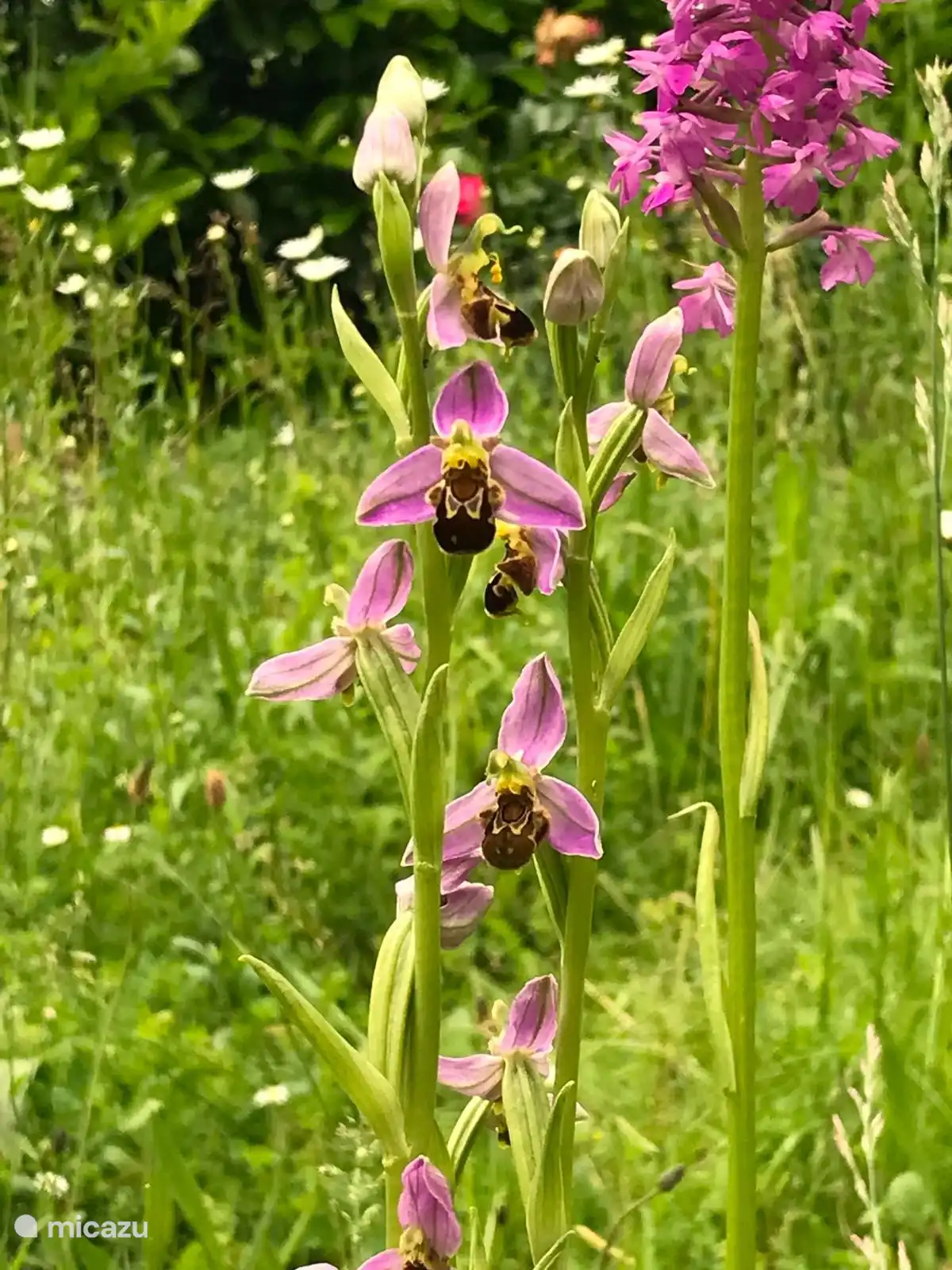 Orchids in the garden