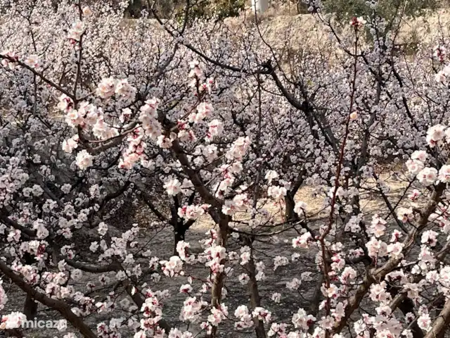 Casa Campo Rústico en España, Murcia, Calasparra  - casa vacacional Almendros en plena floración