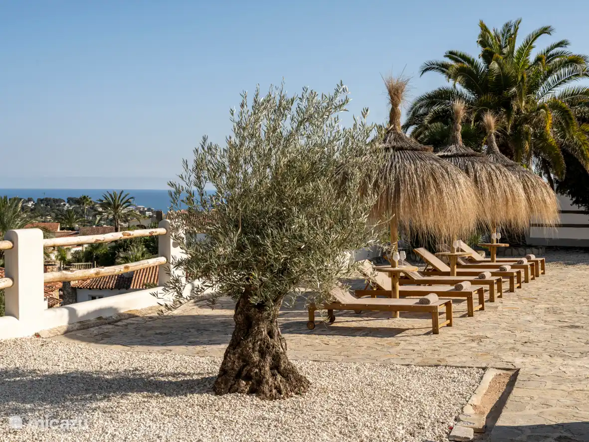 Unser 80 Jahre alter Olivenbaum 'Rita'