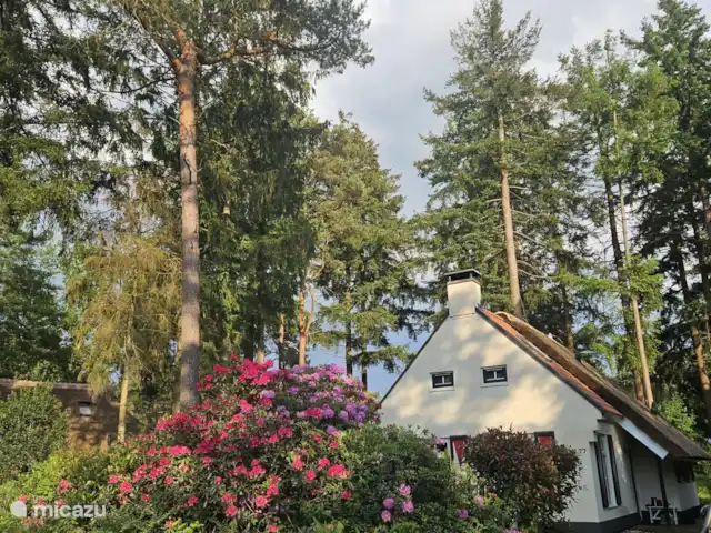 Lieu idyllique | Pays-Bas, Drenthe, Diever - maison de vacances Vue de face du chalet avec jardin forestier depuis le stationnement du chalet