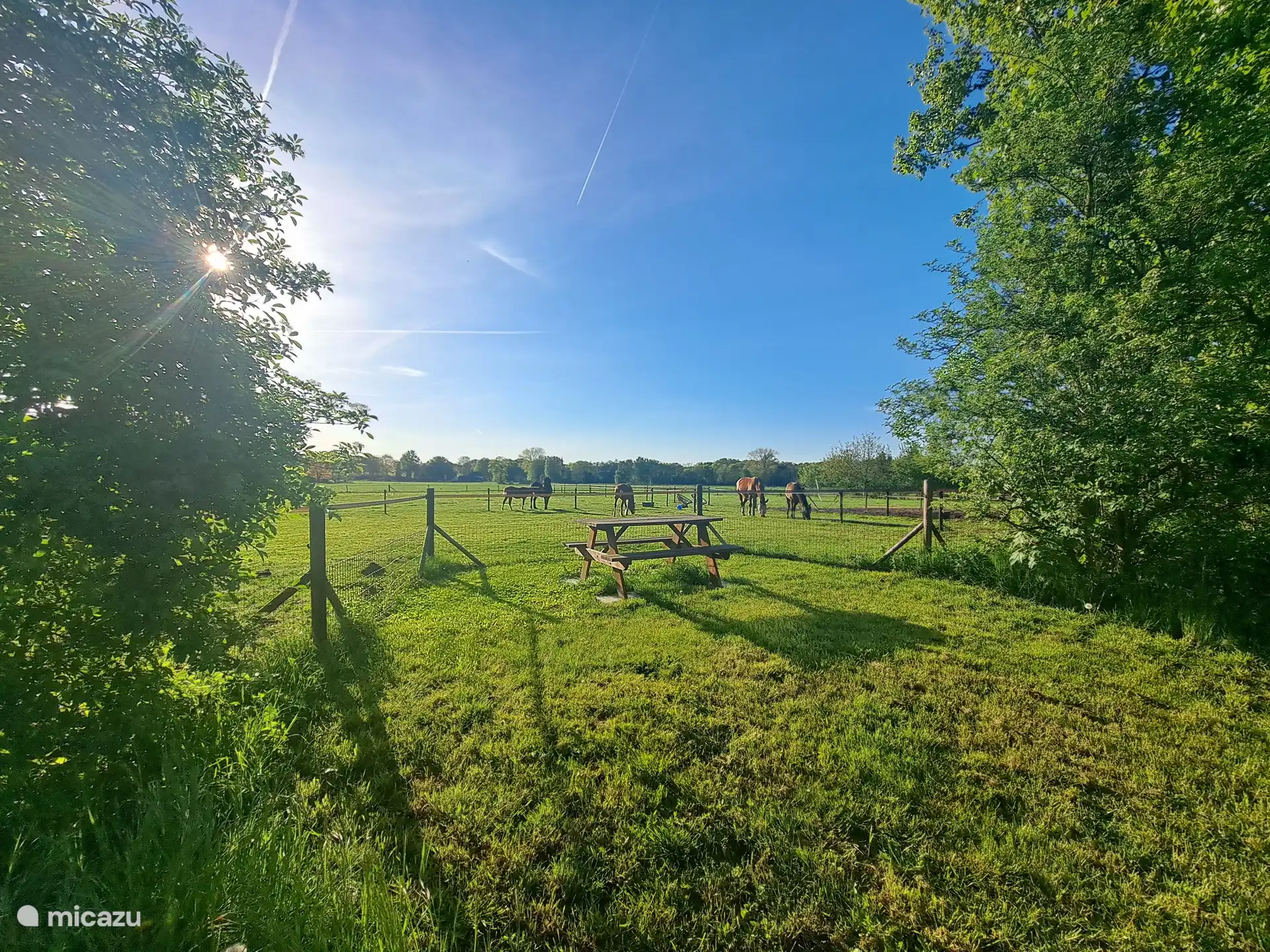 De la terrasse, vous avez une vue sur la prairie et vous pouvez vous attendre à une visite occasionnelle des chevaux