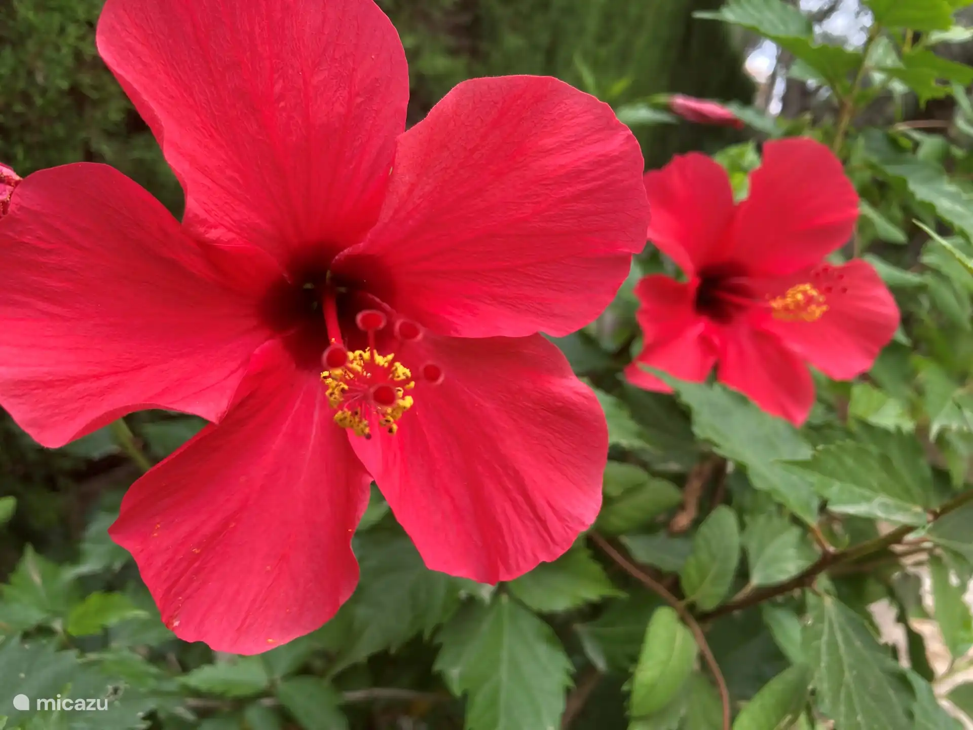 Beautiful flower garden