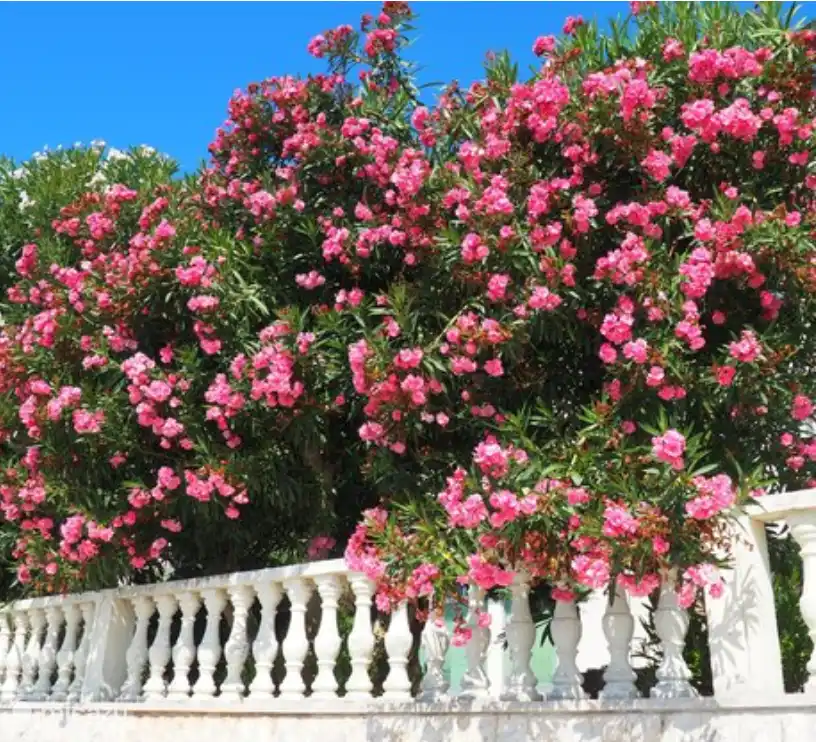 Beautiful oleanders on the front.
