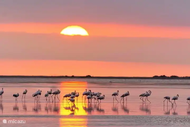Flamingos in the nature reserve of the Ebro Delta.