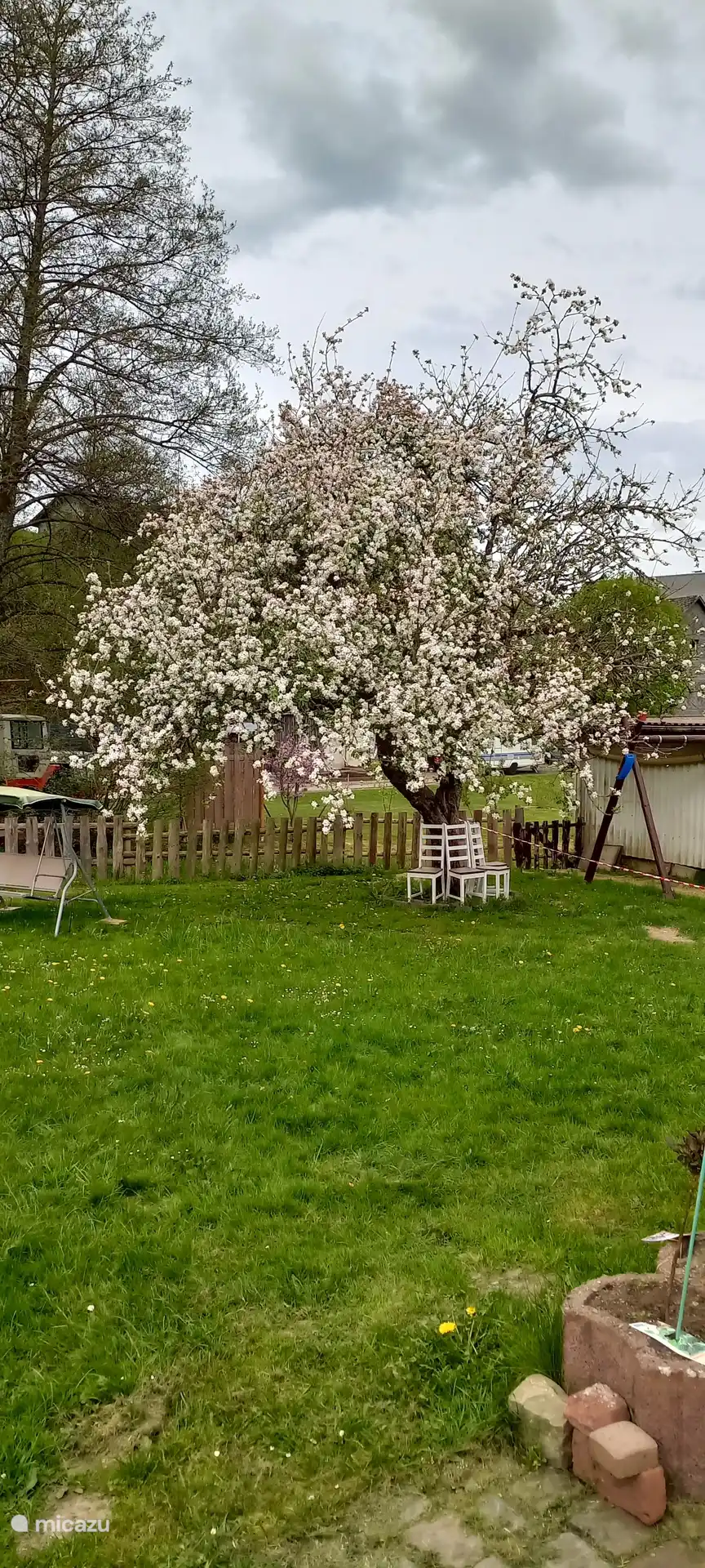 Apfelbaum im Hofraum