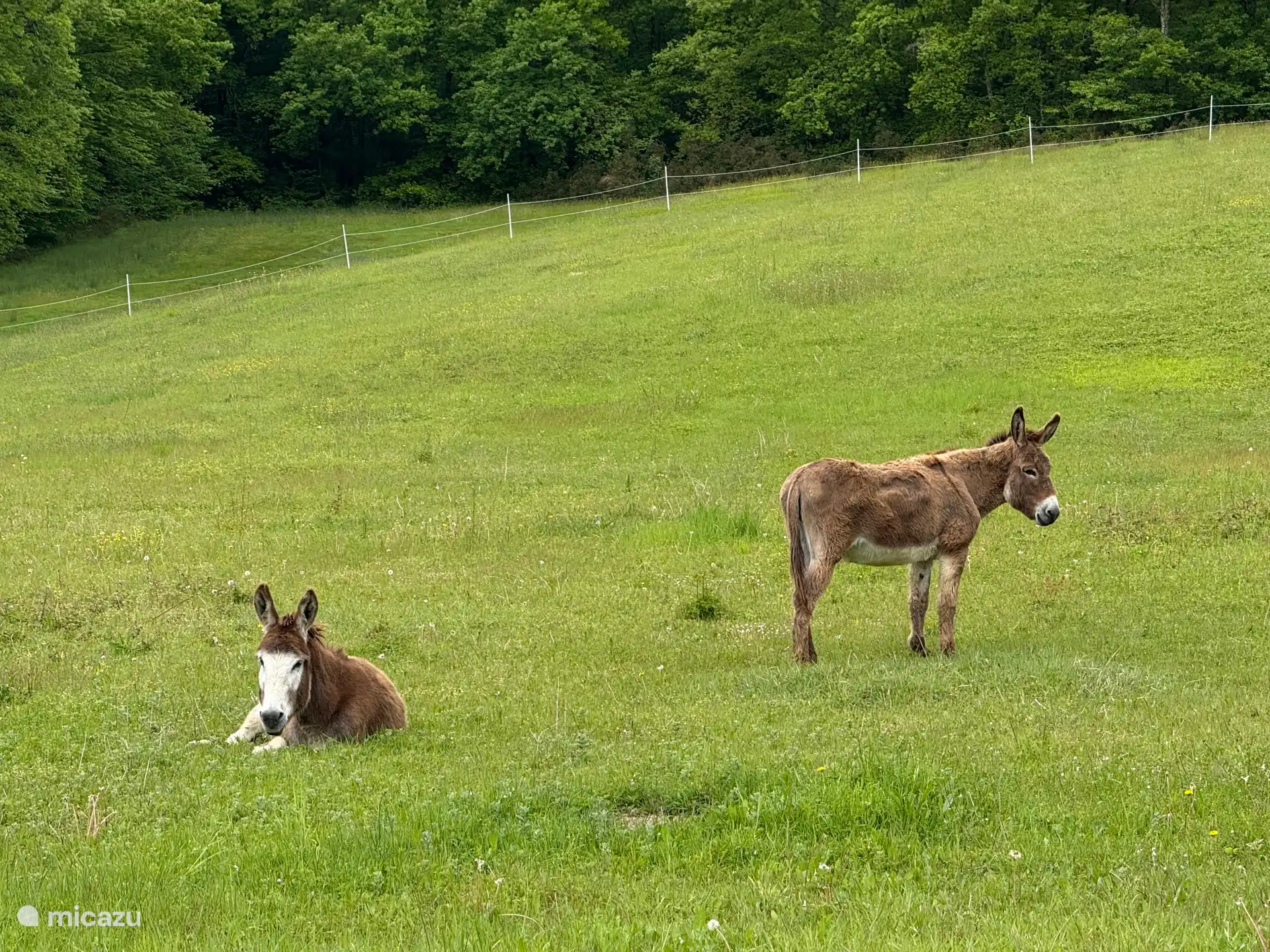 Nuestros amigos Annabel y Romeo. 