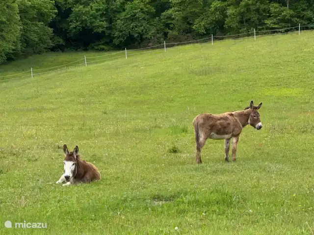 Le Nourrissat  | France, Lot-et-Garonne, Savignac-de-Duras - maison de vacances Nos amis Annabel et Roméo.