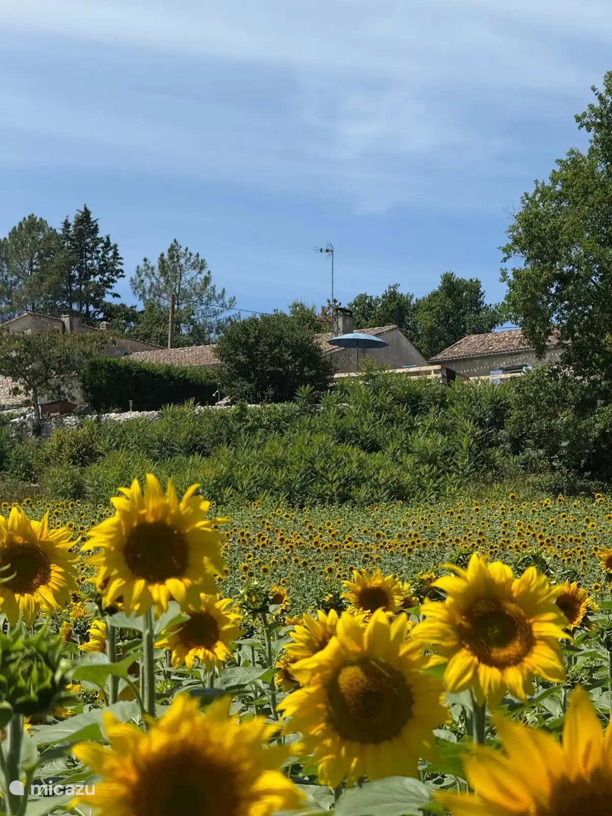 Desde el campo de girasoles una foto arriba 