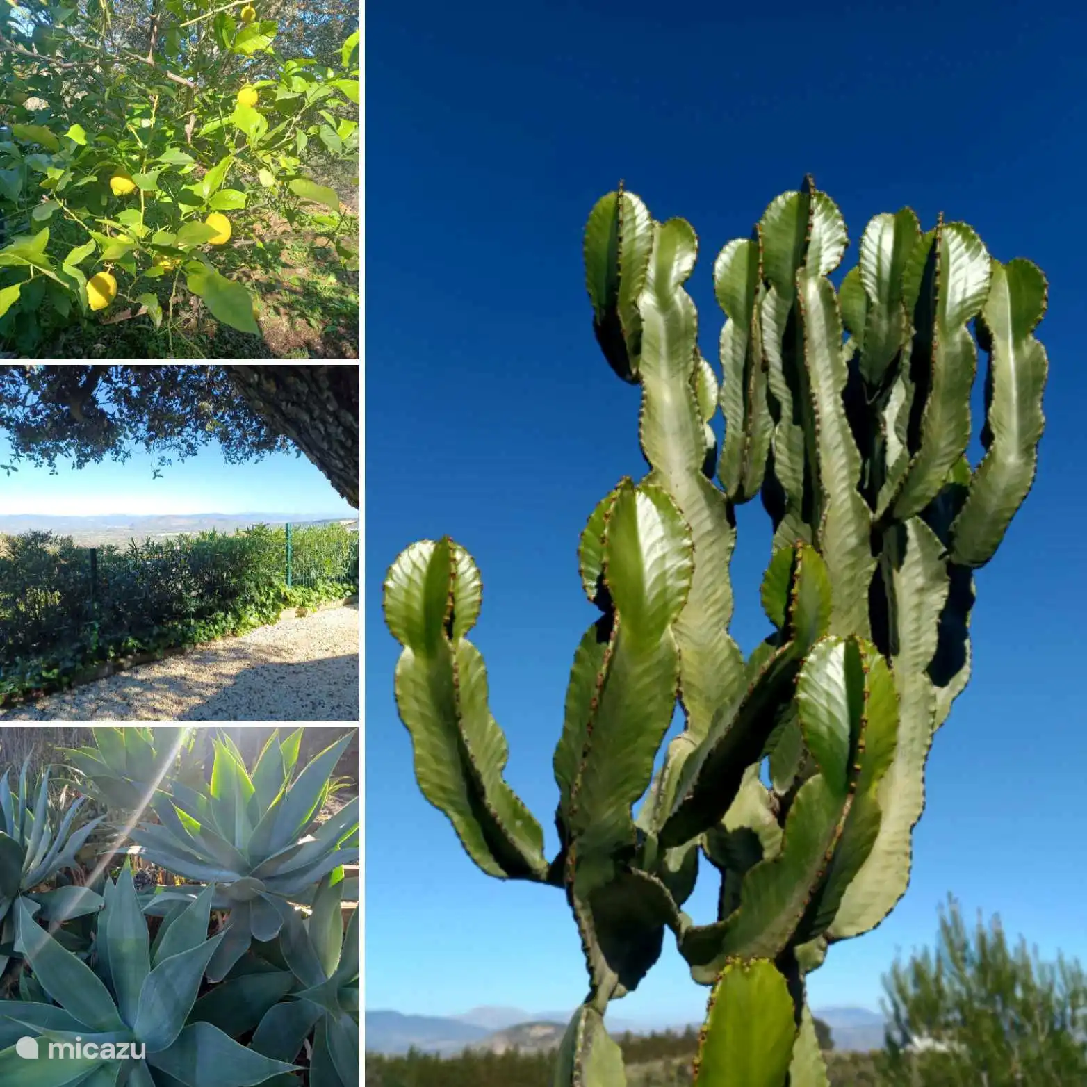 Stimmungsvolle Bilder aus dem Garten