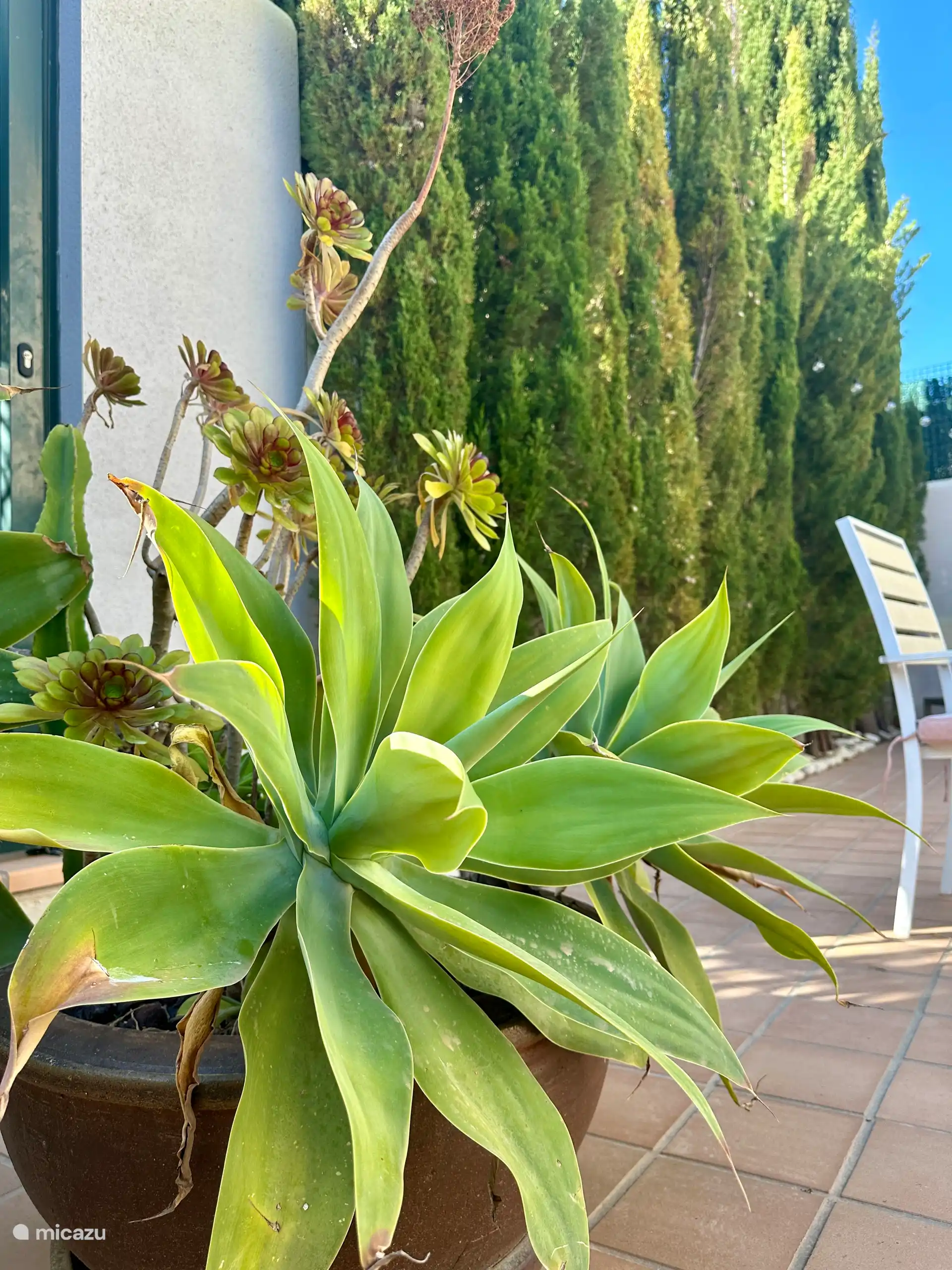 Jardin où vous pouvez prendre un petit-déjeuner tranquille et vous détendre.