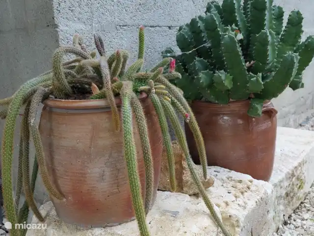 glamping / safaritent / yurt huren in Frankrijk, Charente, Rousinnes – safaritent Montizon