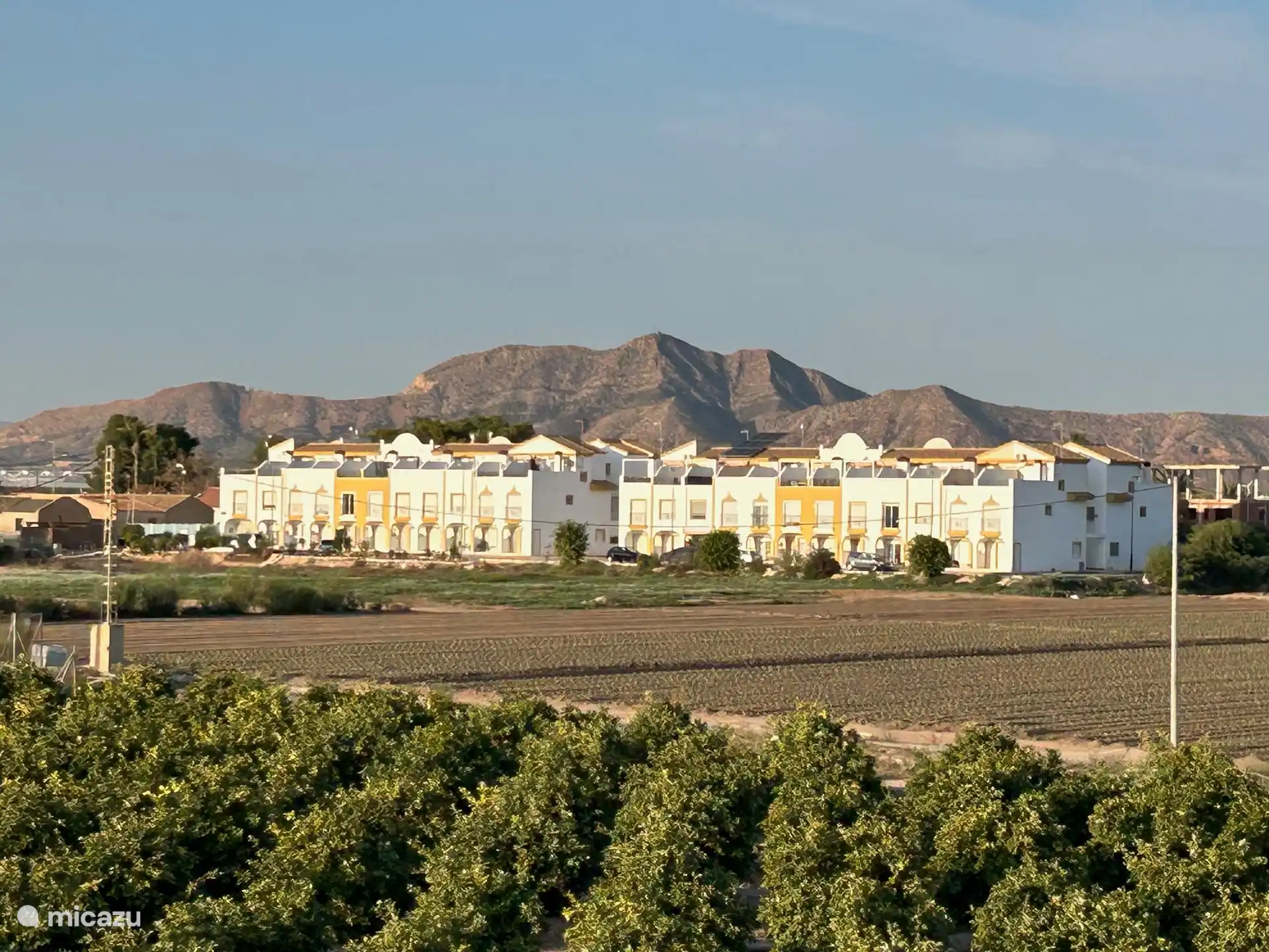 Amplia vista en la parte trasera de los cítricos