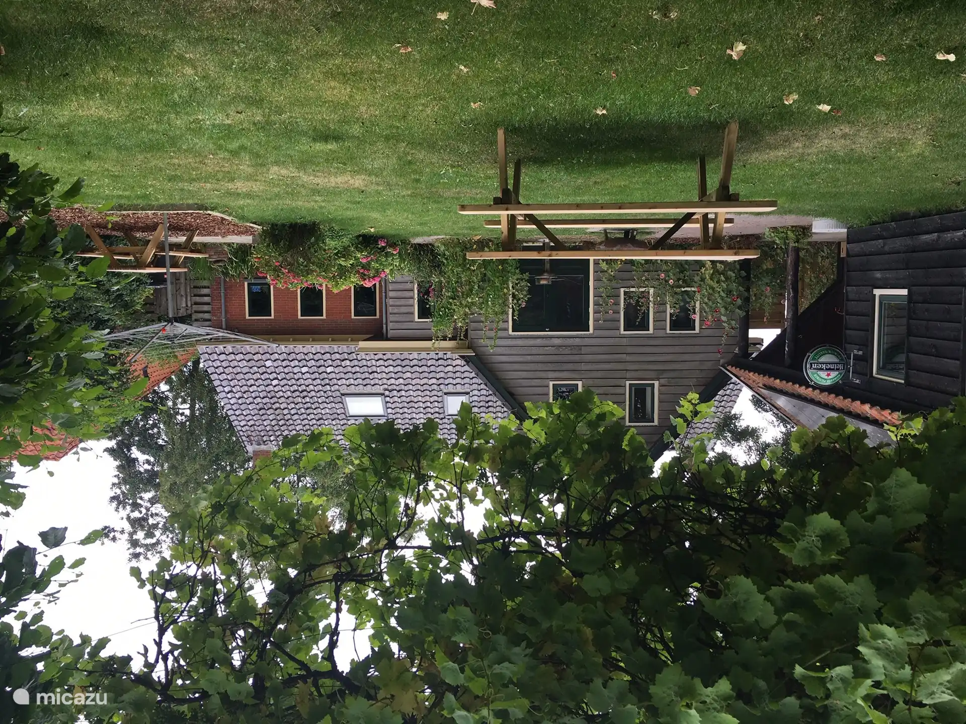 Gartenstockrosen im Garten