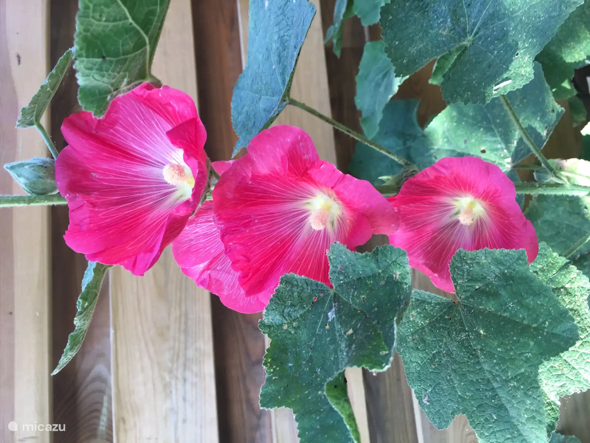Stockrosen im Garten
