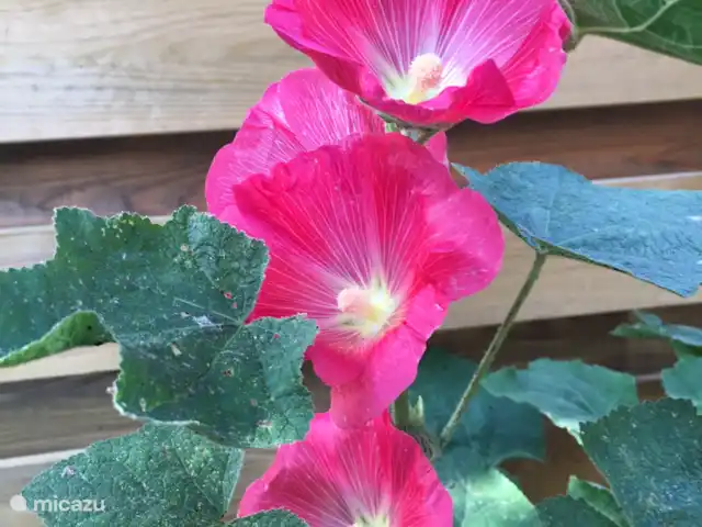 Maison de vacances n°1 | Pays-Bas, Groningue, Kloosterburen - maison de vacances Roses trémières dans le jardin