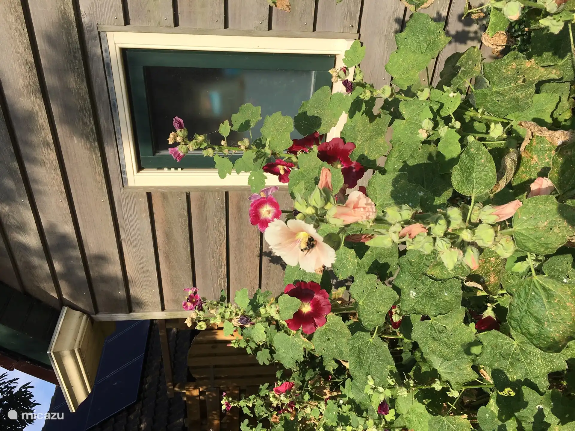 Noch mehr Stockrosen.