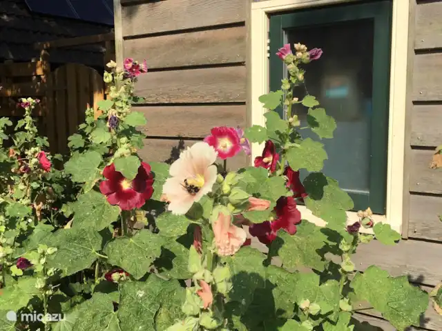 Maison de vacances n°1 | Pays-Bas, Groningue, Kloosterburen - maison de vacances Plus de roses trémières.