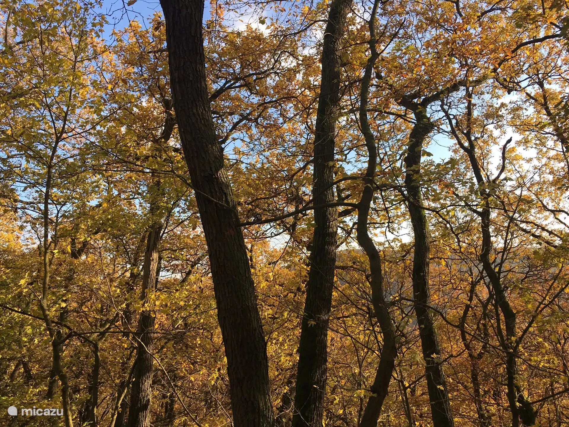 Der Wald befindet sich im Dorf mit Spielplatz