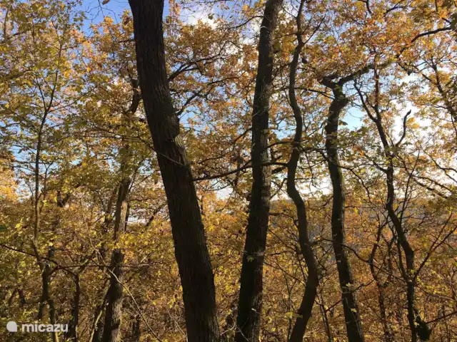 Maison de vacances n°1 | Pays-Bas, Groningue, Kloosterburen - maison de vacances La forêt est dans le village avec aire de jeux
