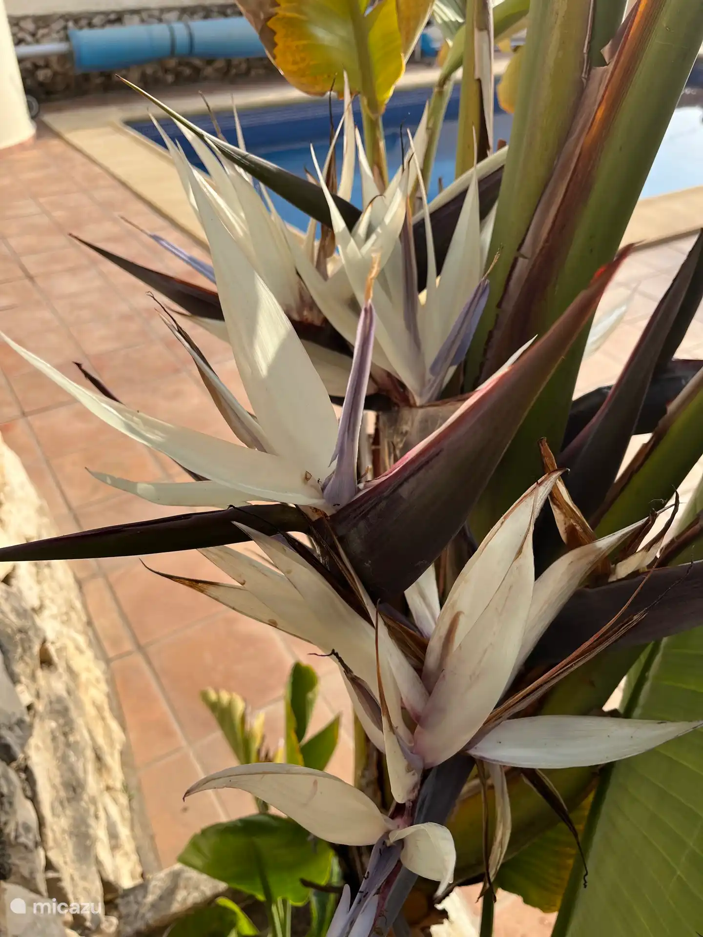 Garten mit vielen schönen Blumen und Obstbäumen