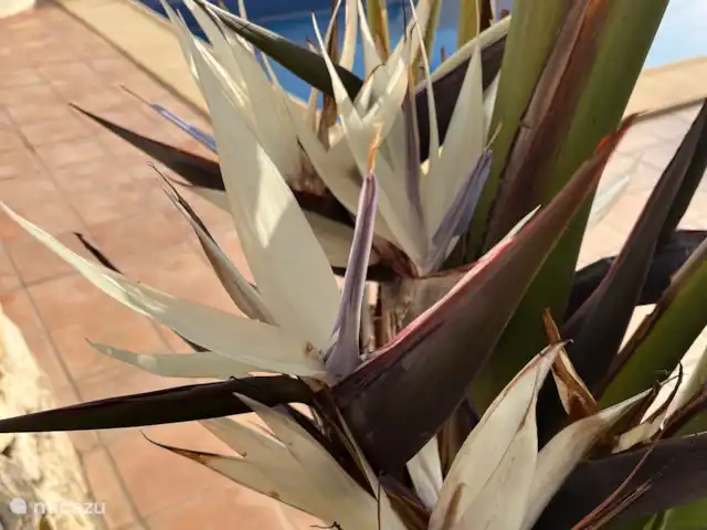 Villa Karina huren in Spanje, Costa Blanca, Benissa - villa Tuin met veel schitterende bloemen en fruit bomen