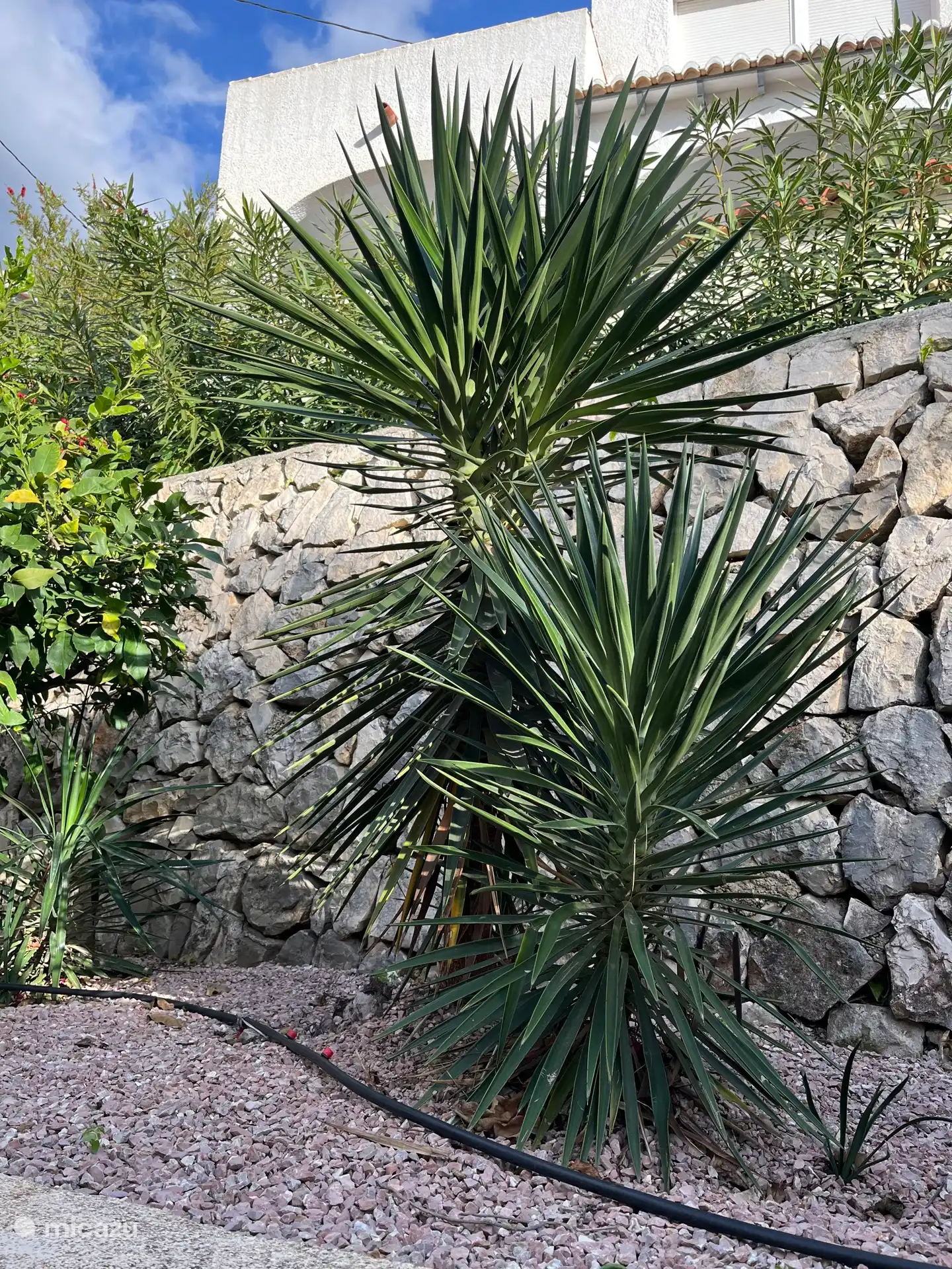 Tuin met mediriaanse planten 