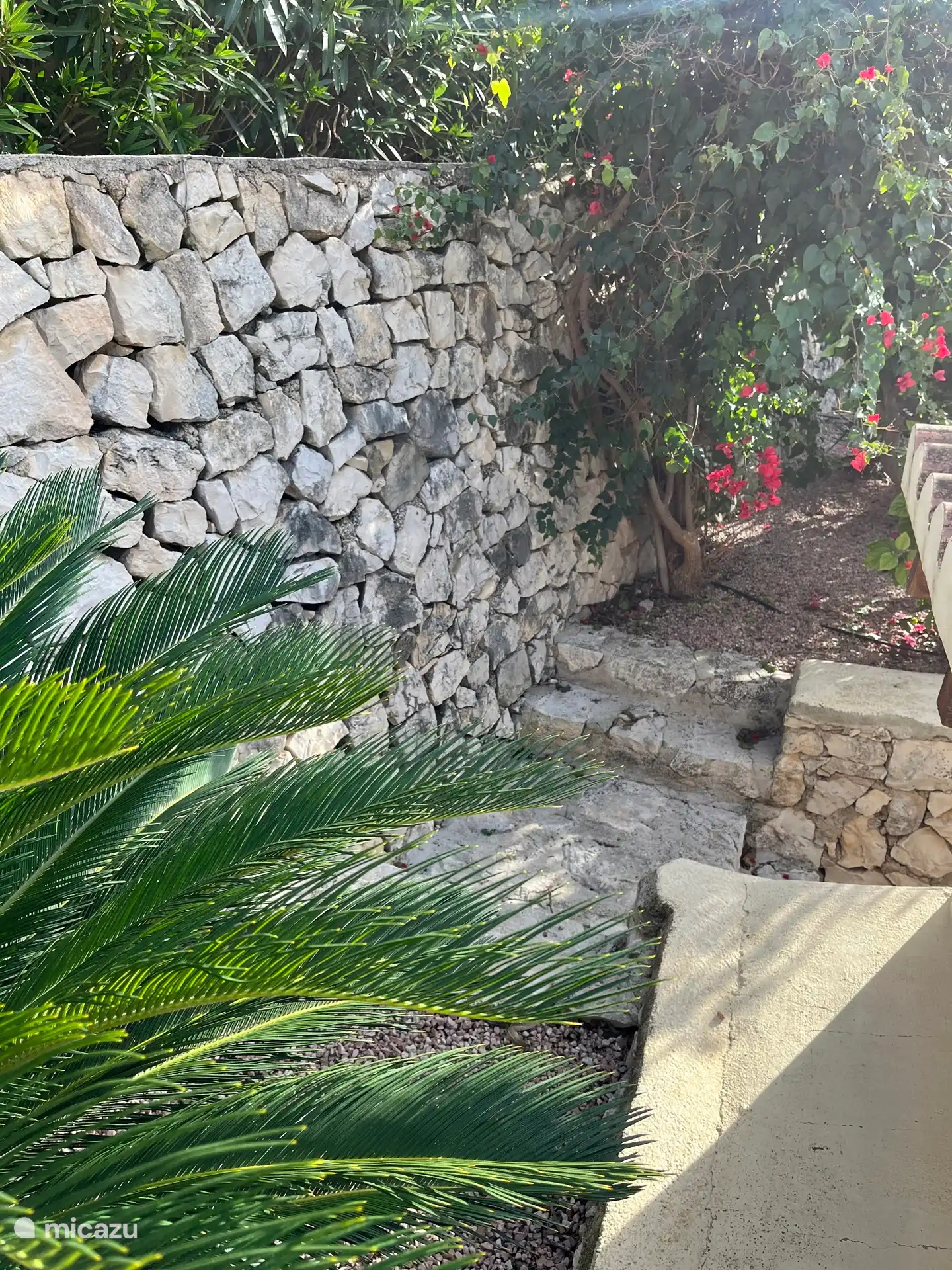 Tuin met mediriaanse planten 