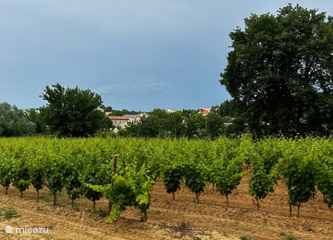 Mitten in den Weinbergen!