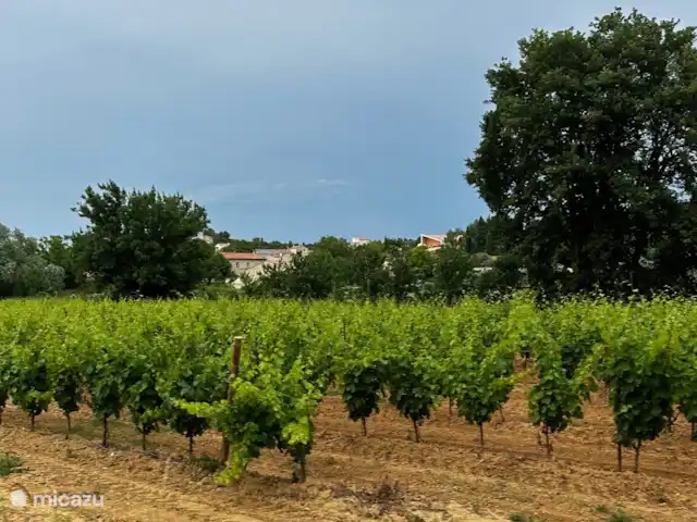 Vacquières, Parc le Duc n° 262 | France, Hérault, Vacquières - chalet Au milieu des vignes !