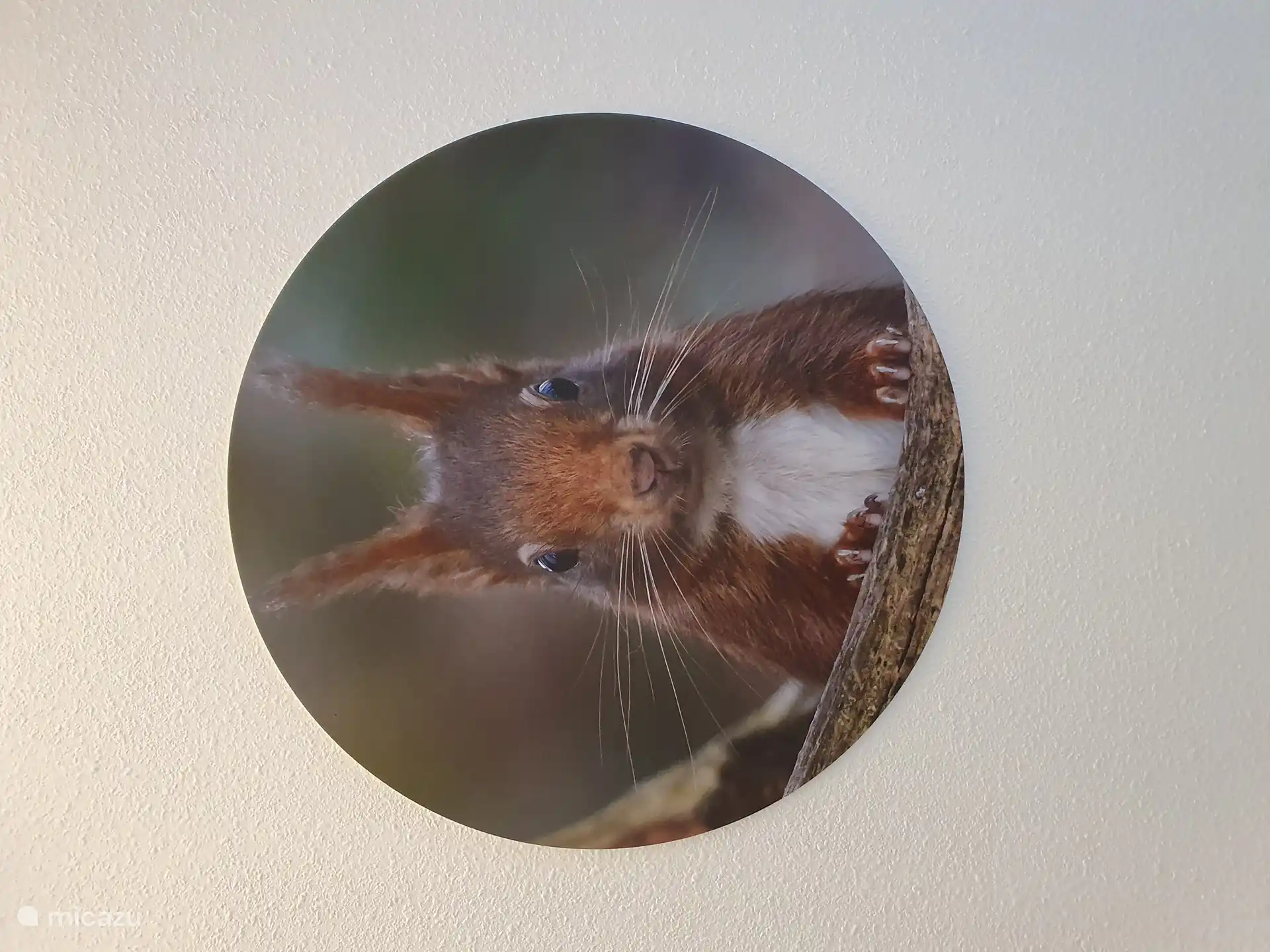 Wenn Sie Glück haben, besucht ein Eichhörnchen den Garten des Ferienhauses