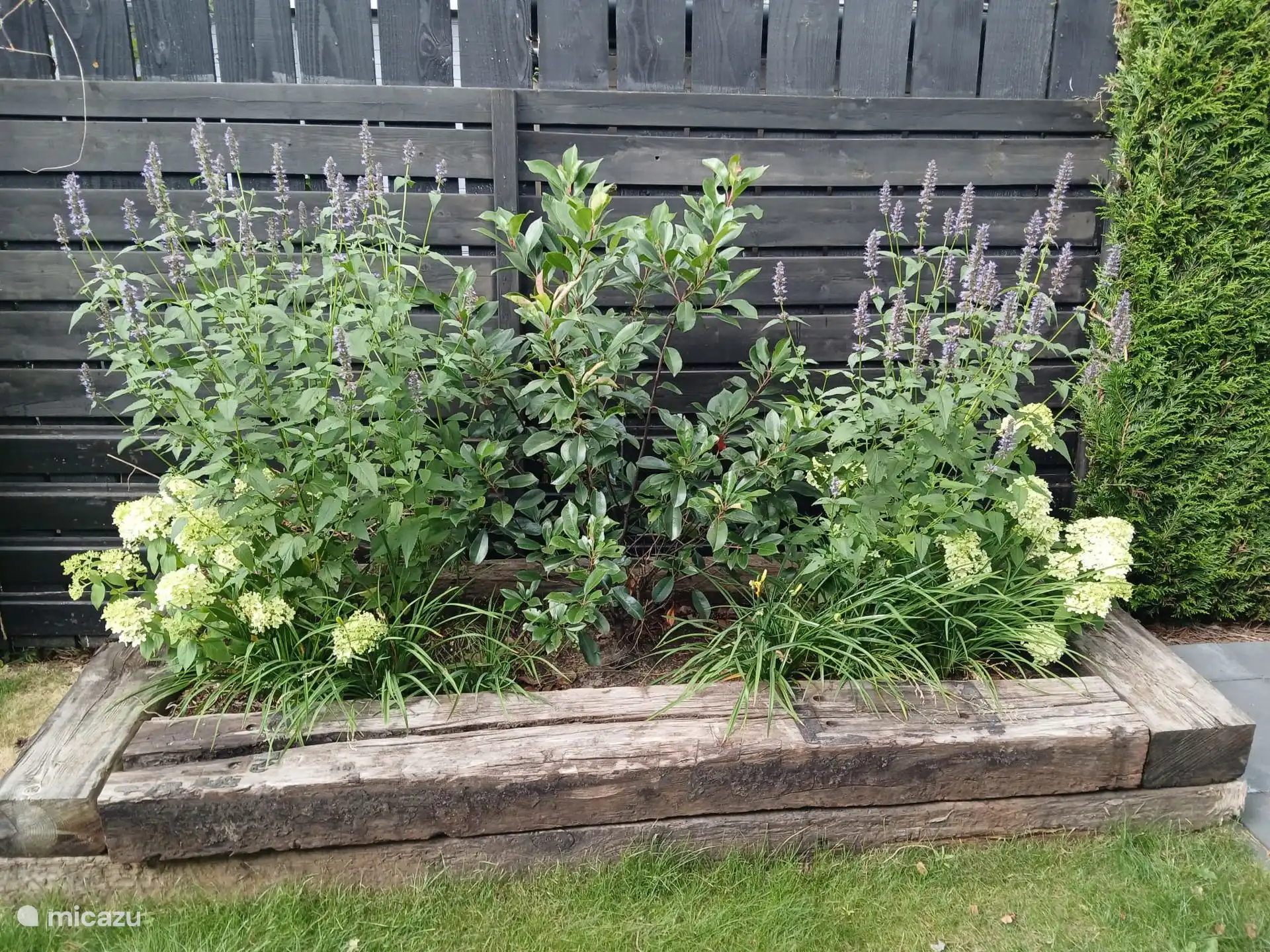 Bordure en pleine floraison