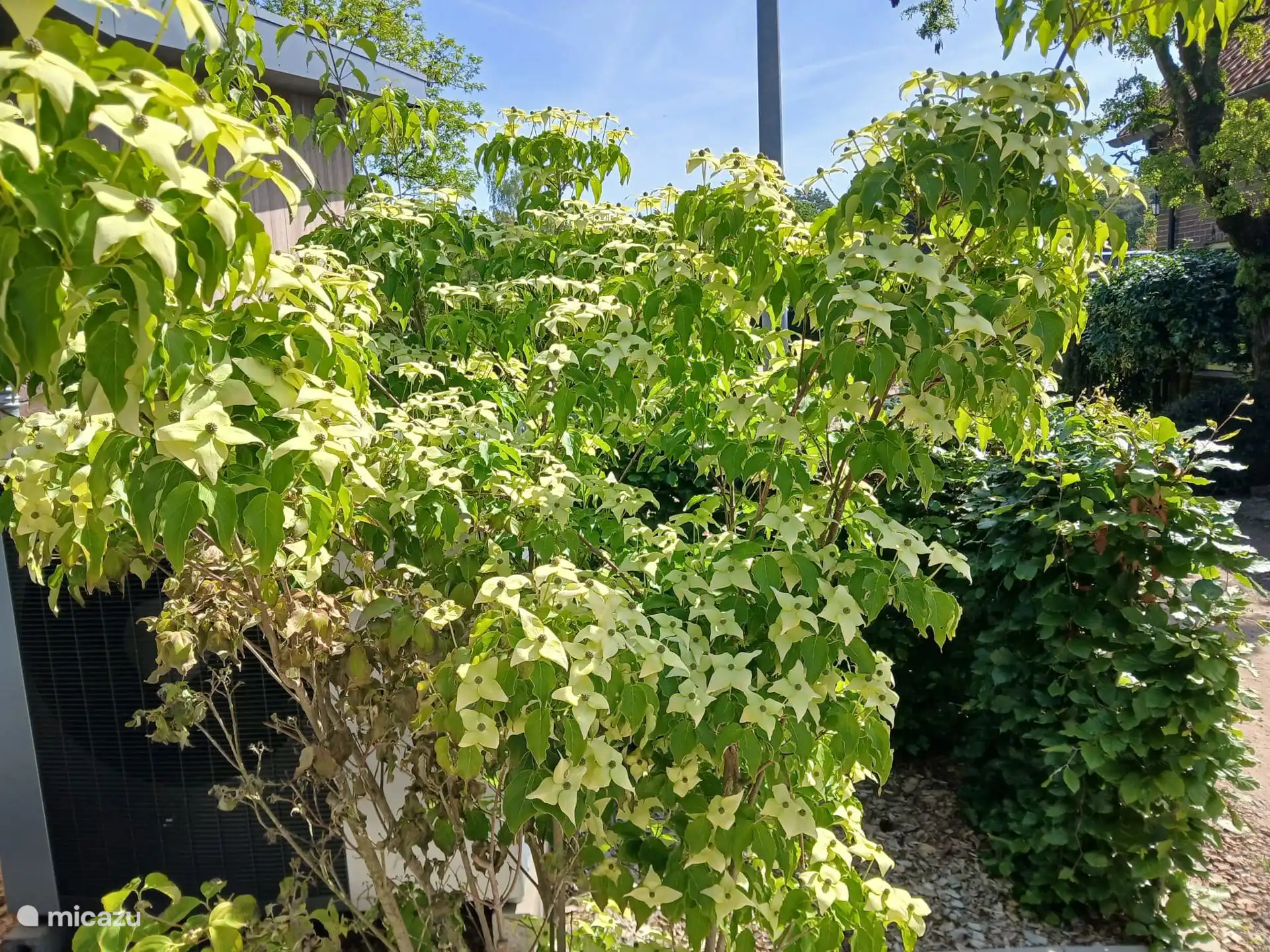 Zomer in de tuin bij de accommodatie!